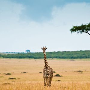 Превью обои жираф, саванна, пустыня, дерево