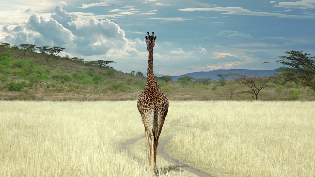 Обои жираф, саванна, трава, прогулка