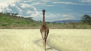 Превью обои жираф, саванна, трава, прогулка