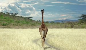 Превью обои жираф, саванна, трава, прогулка