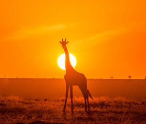 Превью обои жираф, силуэт, свет, солнце, закат