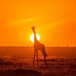 Превью обои жираф, силуэт, свет, солнце, закат