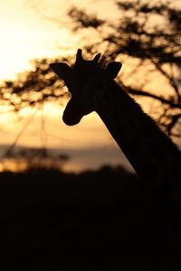 Превью обои жираф, силуэт, животное, дикая природа