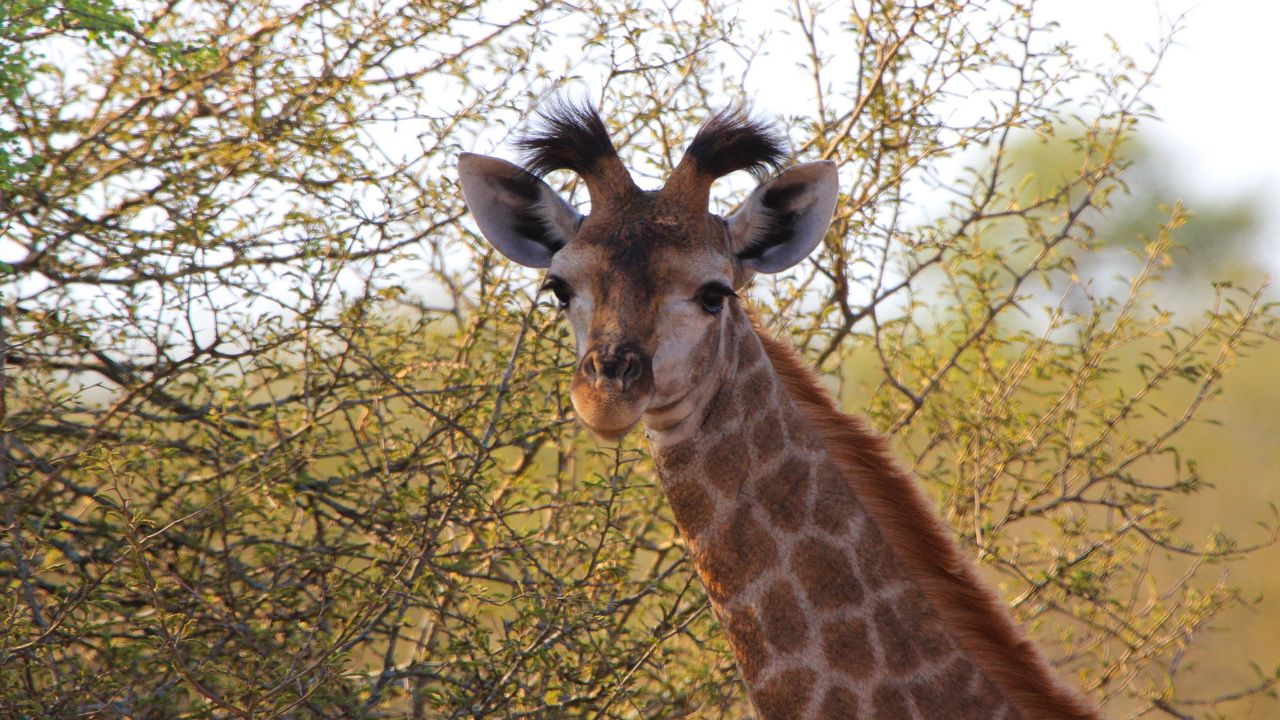 Обои жираф, уши, пятнистый