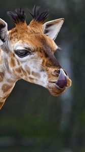 Превью обои жираф, высунутый язык, животное, дикая природа
