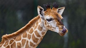 Превью обои жираф, высунутый язык, животное, дикая природа