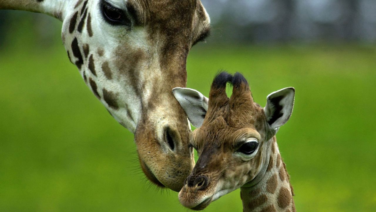 Обои жираф, забота, детеныш, голова, пятнистый