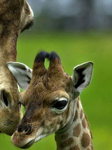 Превью обои жираф, забота, детеныш, голова, пятнистый