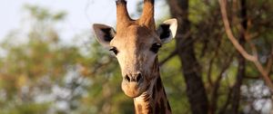 Превью обои жираф, животное, африка, дикая природа