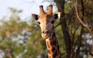 Превью обои жираф, животное, африка, дикая природа