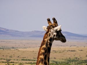 Превью обои жираф, животное, дикая природа