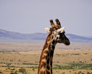 Превью обои жираф, животное, дикая природа
