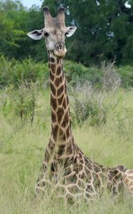 Превью обои жираф, животное, пятна, взгляд, природа