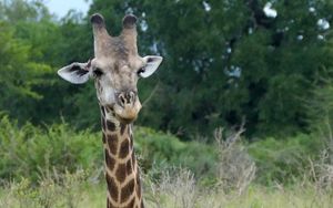 Превью обои жираф, животное, пятна, взгляд, природа