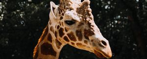 Превью обои жираф, животное, пятна, профиль