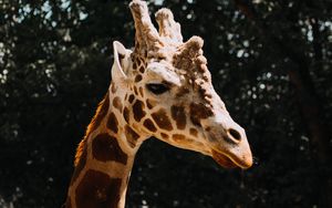 Превью обои жираф, животное, пятна, профиль