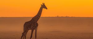 Превью обои жираф, животное, сафари, горизонт