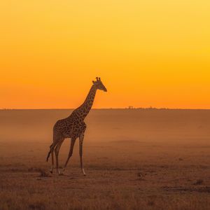 Превью обои жираф, животное, сафари, горизонт