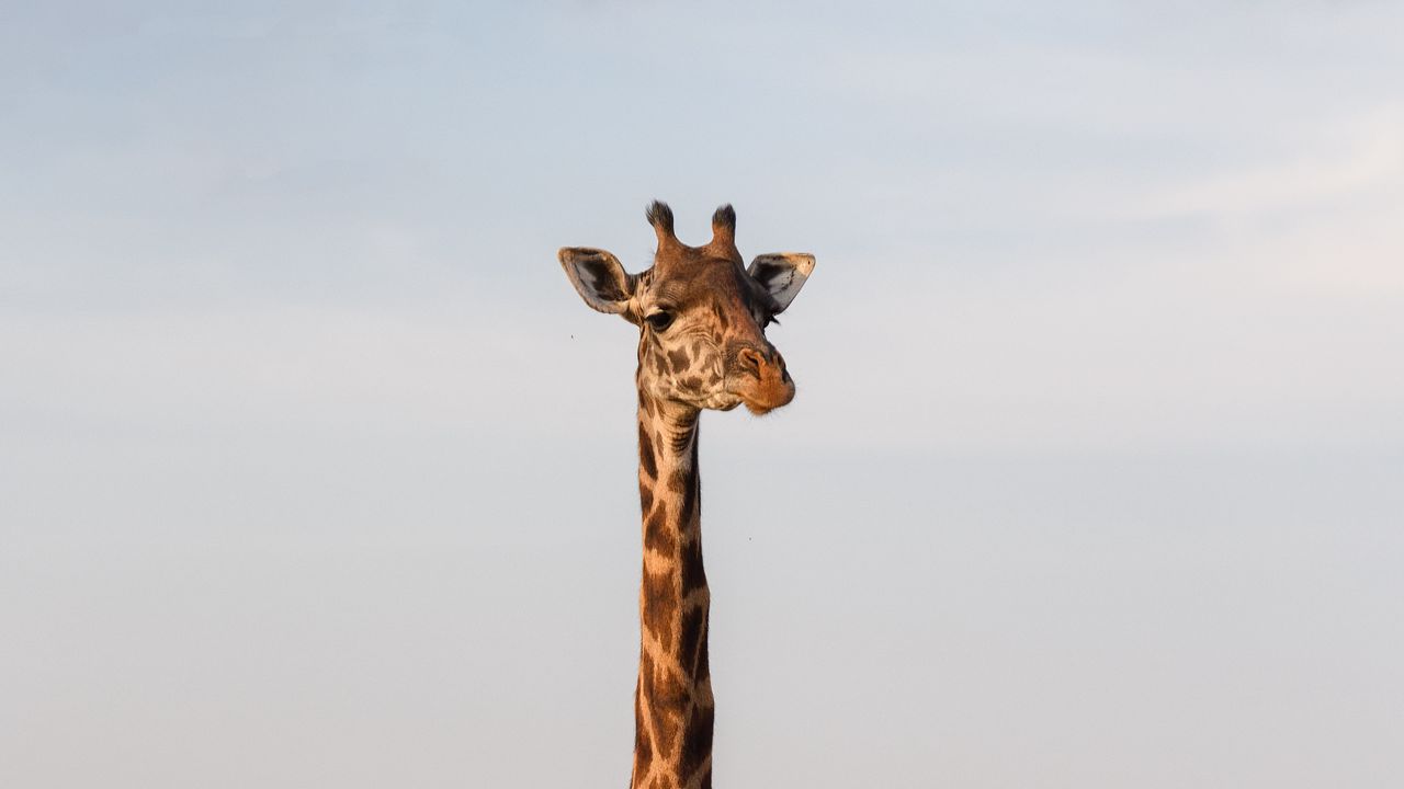 Обои жираф, животное, саванна, дикая природа
