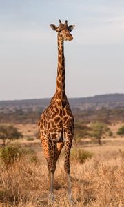 Превью обои жираф, животное, саванна, дикая природа