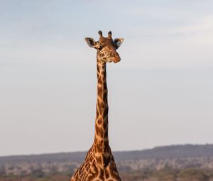 Превью обои жираф, животное, саванна, дикая природа
