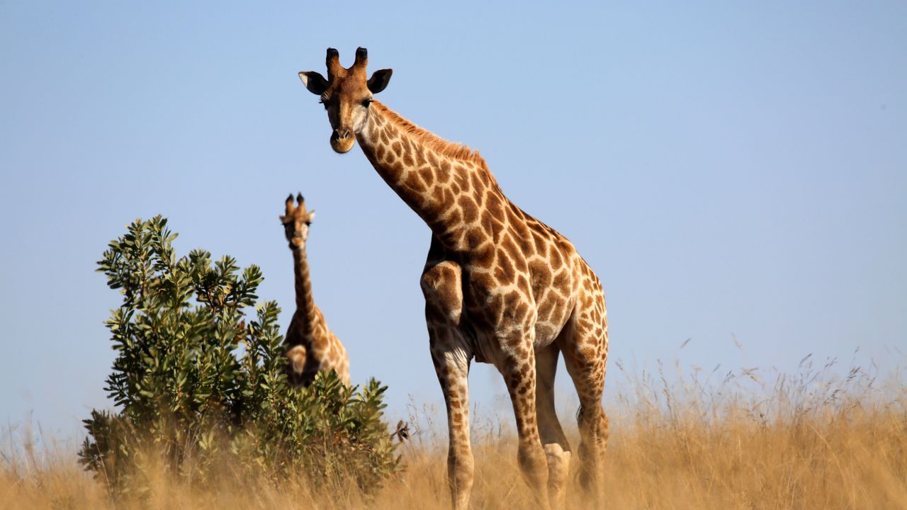 Обои жираф, животное, саванна, трава