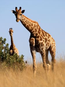 Превью обои жираф, животное, саванна, трава