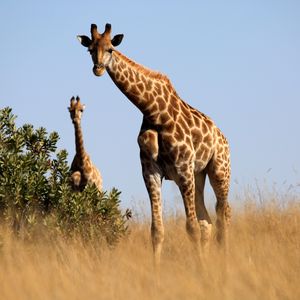 Превью обои жираф, животное, саванна, трава