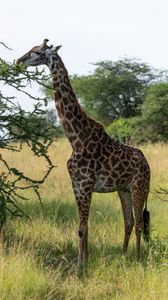 Превью обои жираф, животное, саванна, деревья