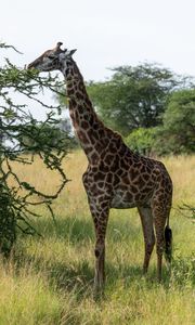 Превью обои жираф, животное, саванна, деревья