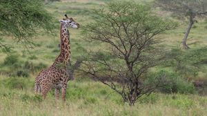Превью обои жираф, животное, саванна, кусты