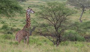 Превью обои жираф, животное, саванна, кусты