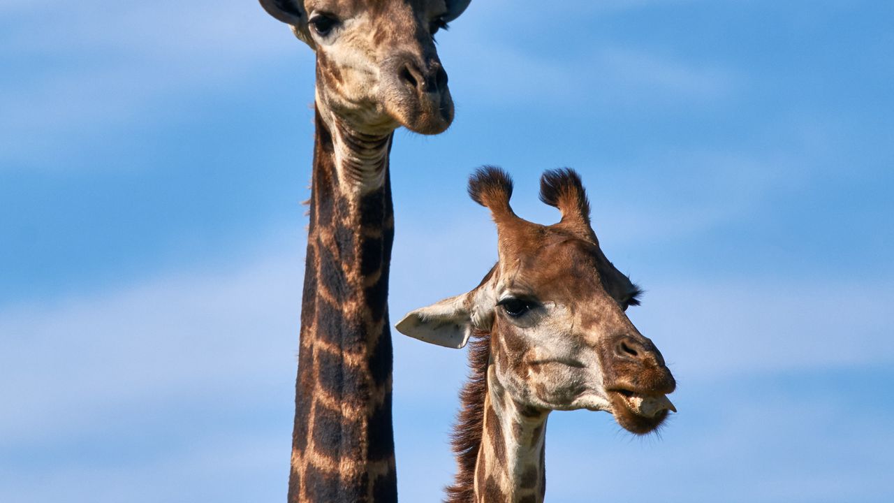 Обои жираф, животные, длинная шея