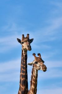 Превью обои жираф, животные, длинная шея