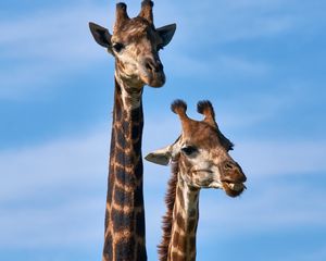 Превью обои жираф, животные, длинная шея