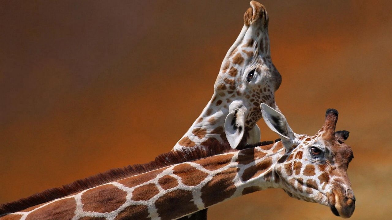 Обои жирафы, пара, забота, пятнистый, голова картинки на рабочий стол, фото  скачать бесплатно