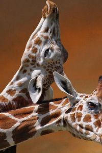 Превью обои жирафы, пара, забота, пятнистый, голова