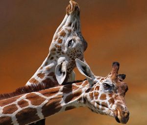 Превью обои жирафы, пара, забота, пятнистый, голова