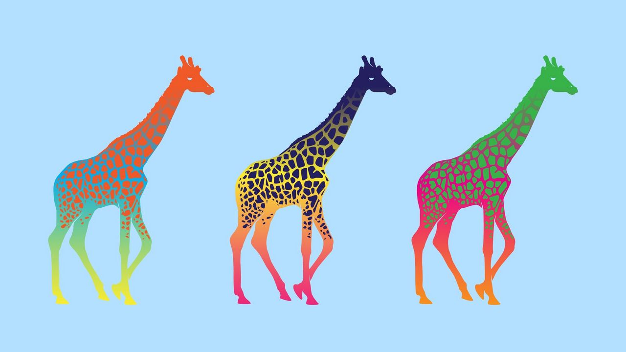 Обои жирафы, три, ряд, разноцветные
