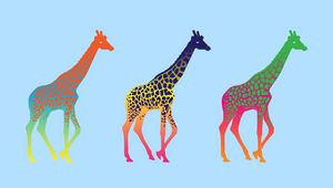 Превью обои жирафы, три, ряд, разноцветные