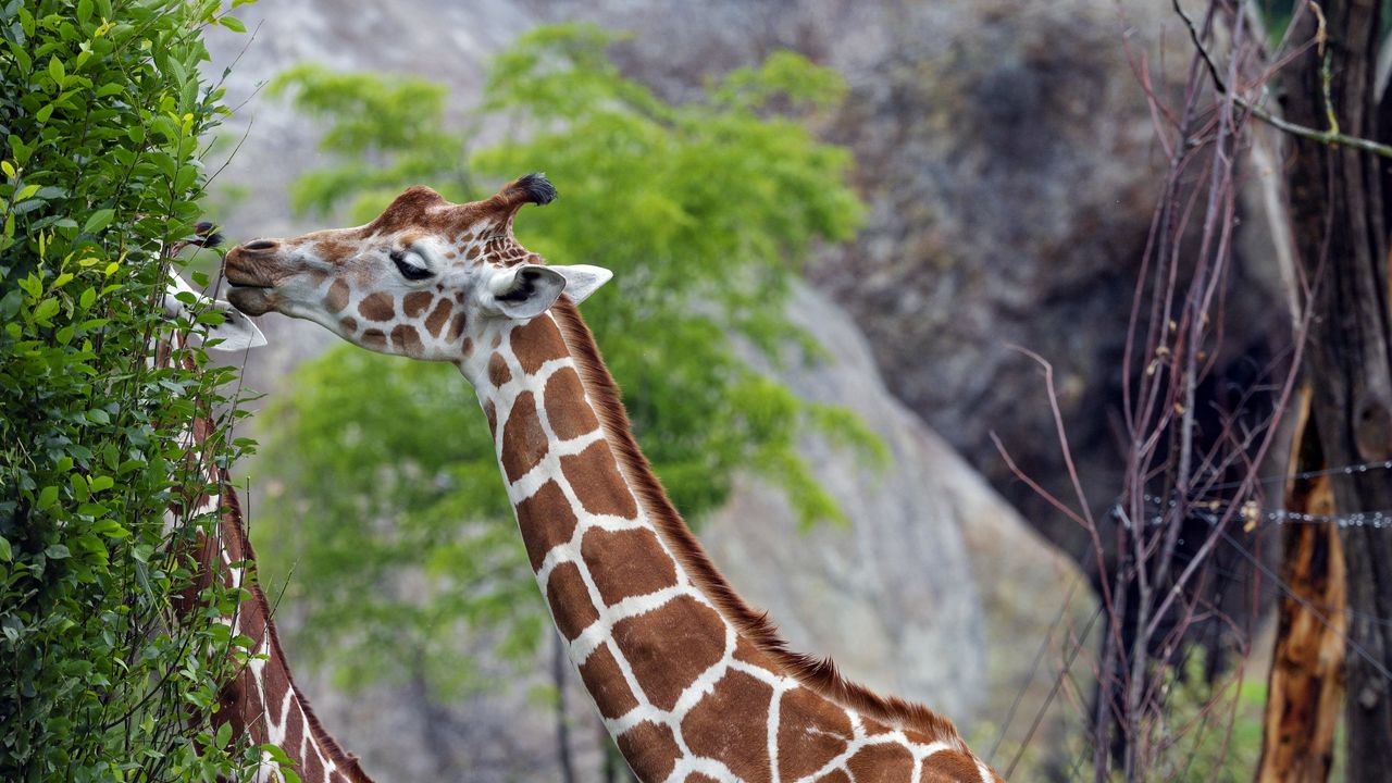 Обои жирафы, животное, шея, кусты