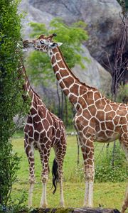 Превью обои жирафы, животное, шея, кусты