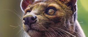 Превью обои животное, глаза, шерсть, природа, макро