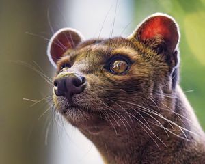 Превью обои животное, глаза, шерсть, природа, макро