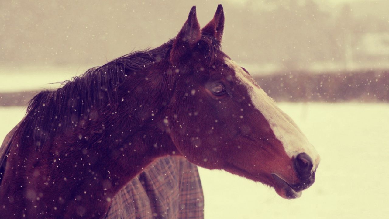 Обои животные, лошадь, конь, морда, снег, зима, фон