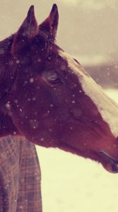 Превью обои животные, лошадь, конь, морда, снег, зима, фон