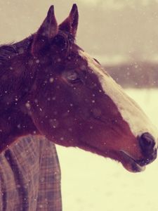 Превью обои животные, лошадь, конь, морда, снег, зима, фон