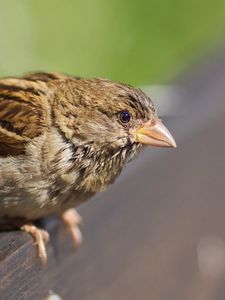 Превью обои животные, птица, воробей, клюв, дерево, трава, зелень, листья, листва