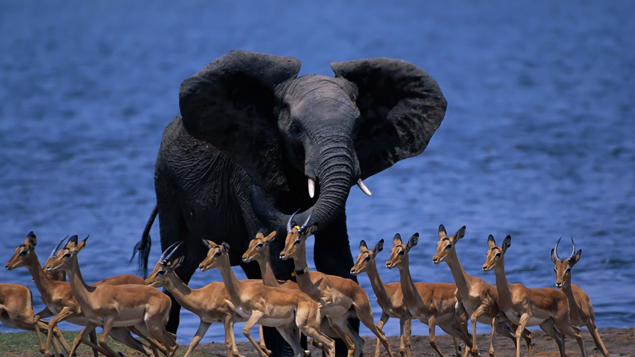 Обои животный мир африки, слон, дукеры, карликовые антилопы, бежать