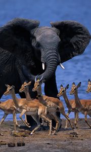 Превью обои животный мир африки, слон, дукеры, карликовые антилопы, бежать
